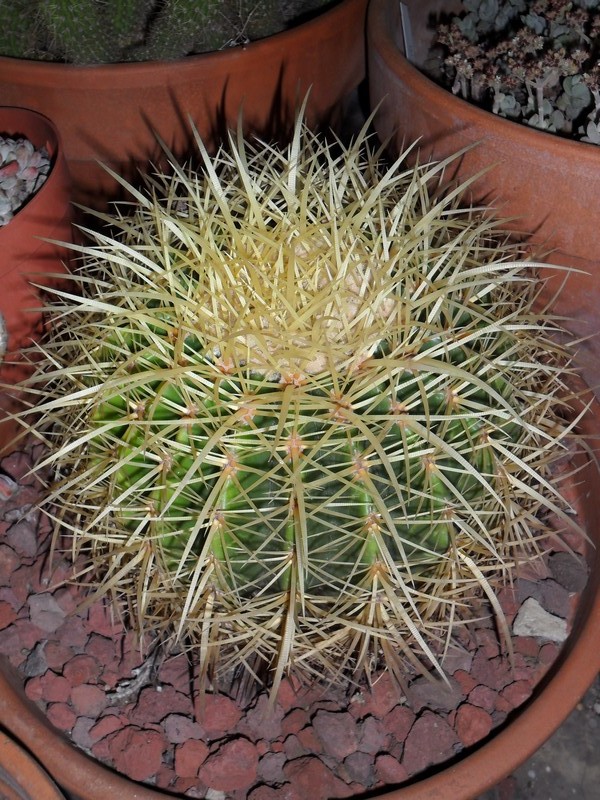 Echinocactus grusonii 