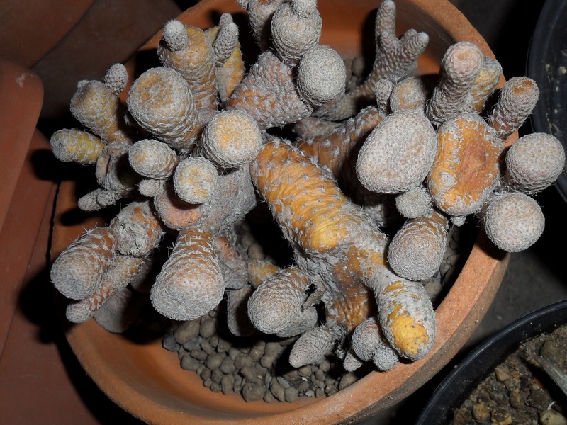 Puna clavarioides 