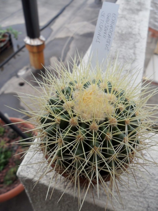 Echinocactus grusonii v. setispinus 