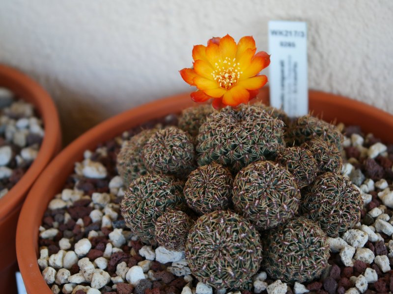 Sulcorebutia canigueralii WK217/3