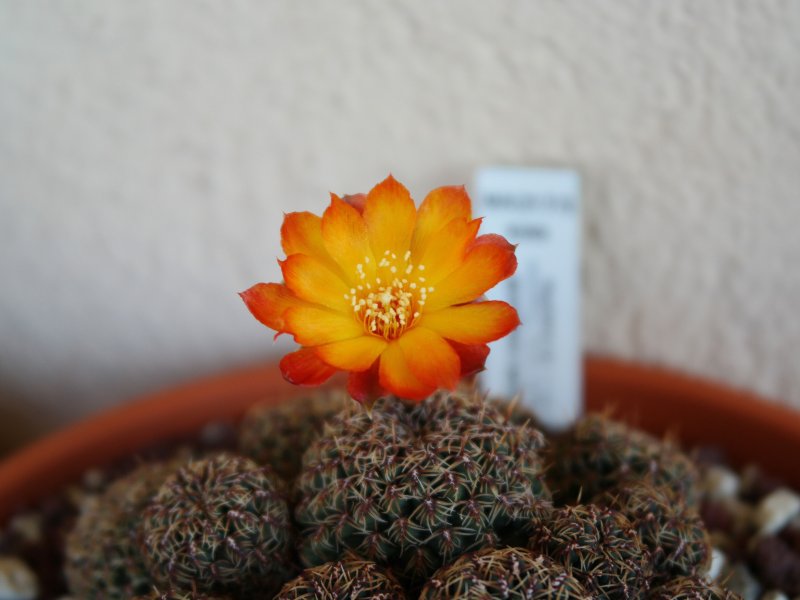 Sulcorebutia canigueralii WK217/3