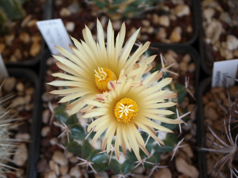 Coryphantha maiz-tablasensis 