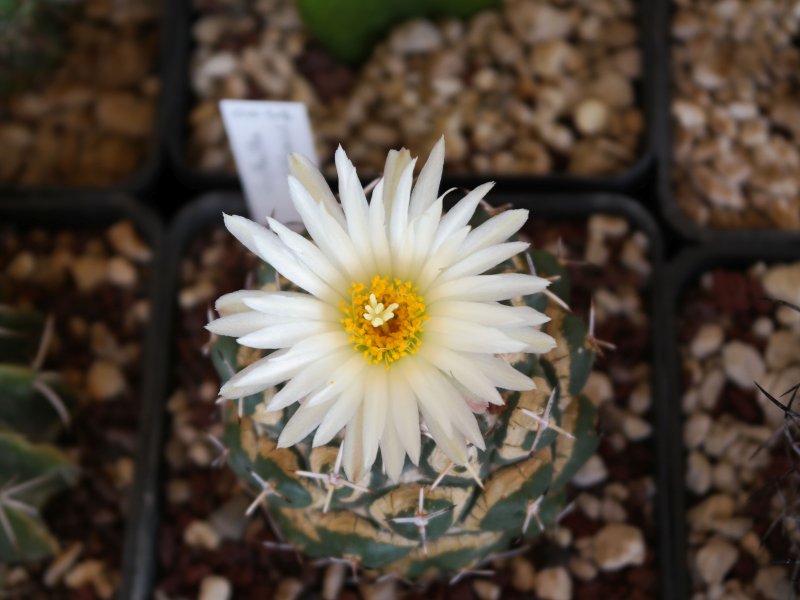 Coryphantha maiz-tablasensis 