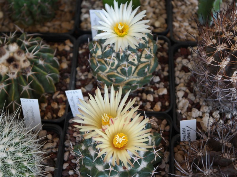 Coryphantha maiz-tablasensis 