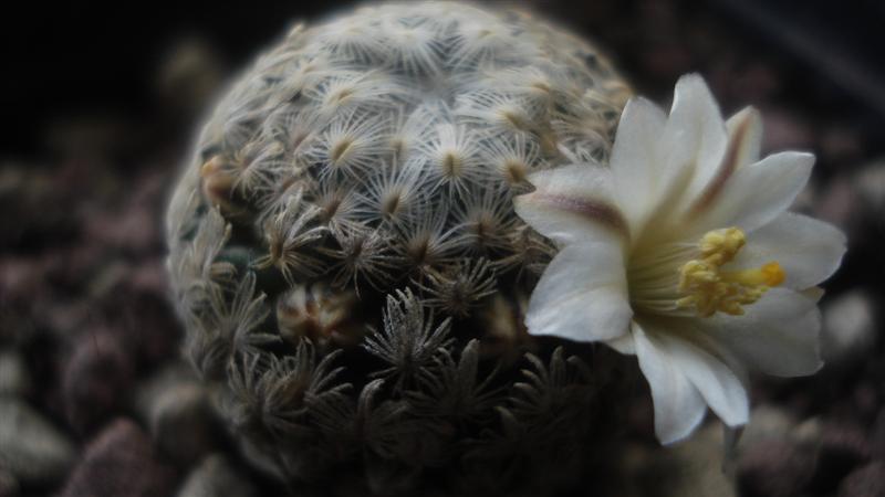 Mammillaria sanchez-mejoradae 