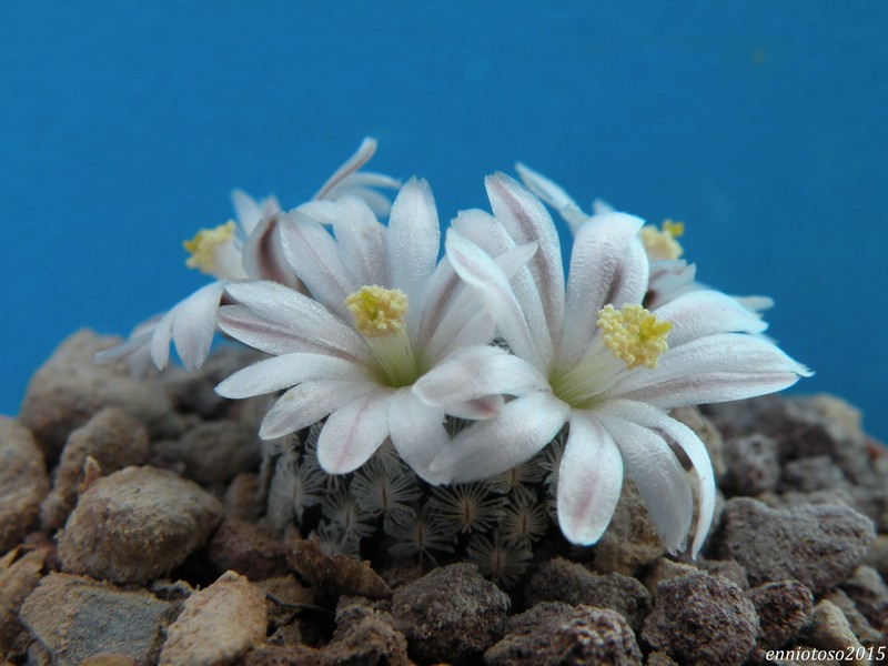 Mammillaria sanchez-mejoradae 