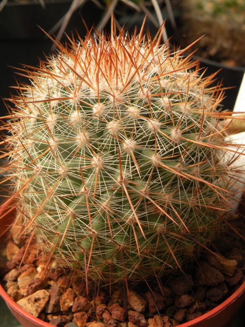 Mammillaria sanjuanensis ML269