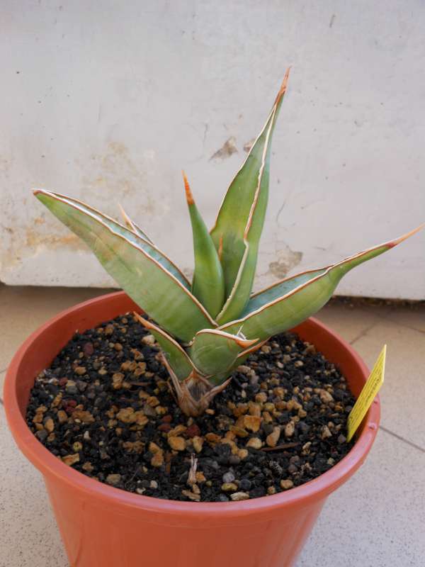 Sansevieria pinguicula 