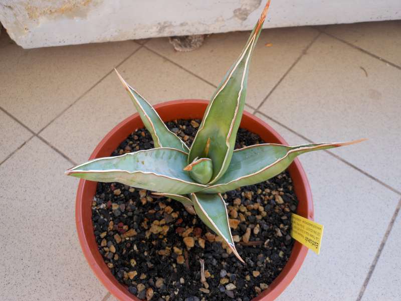 Sansevieria pinguicula 