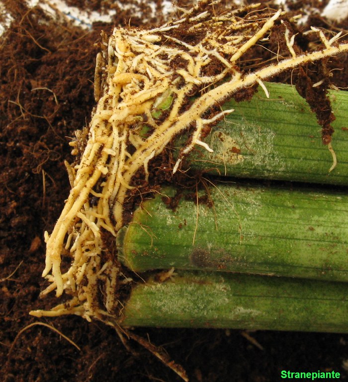 Sansevieria cylindrica 