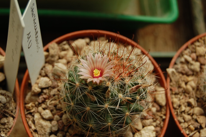 Mammillaria santaclarensis 