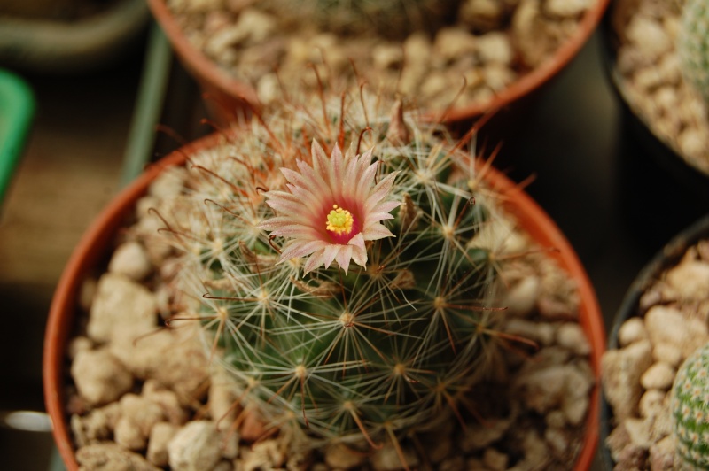 Mammillaria santaclarensis 