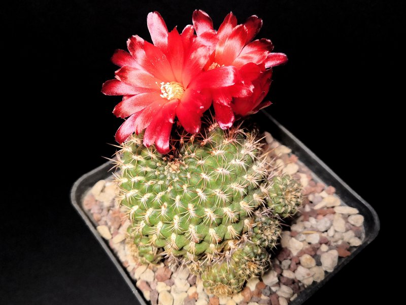 Sulcorebutia purpurea ssp. santiaginiensis G215