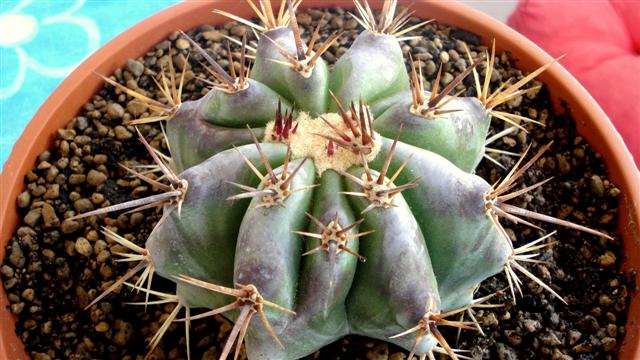 Echinocactus ingens 