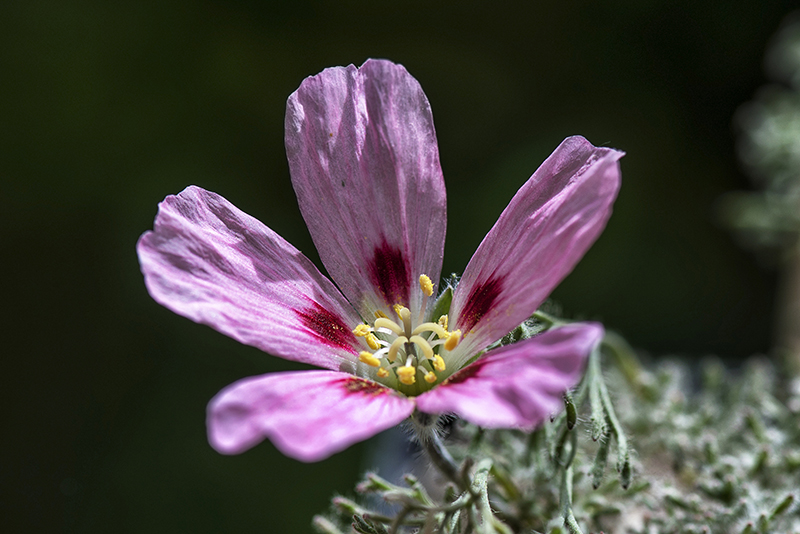 Sarcocaulon multifidum 