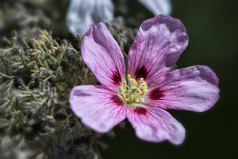 Sarcocaulon multifidum 