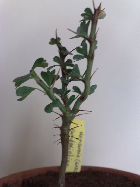 Sarcocaulon vanderietiae 