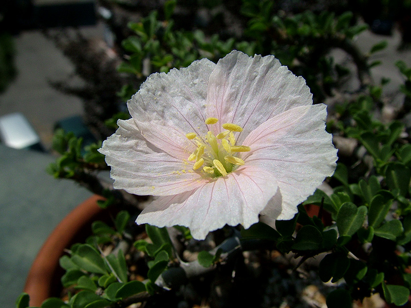 sarcocaulon vanderietiae