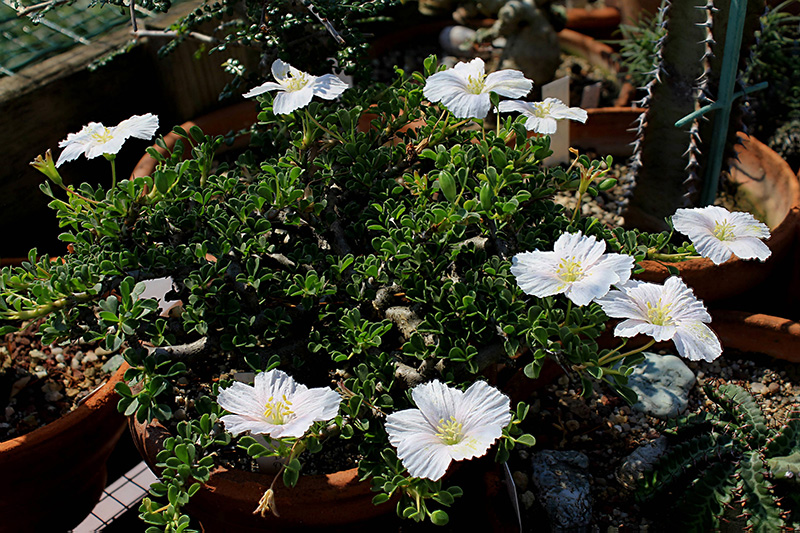 Sarcocaulon vanderietiae 