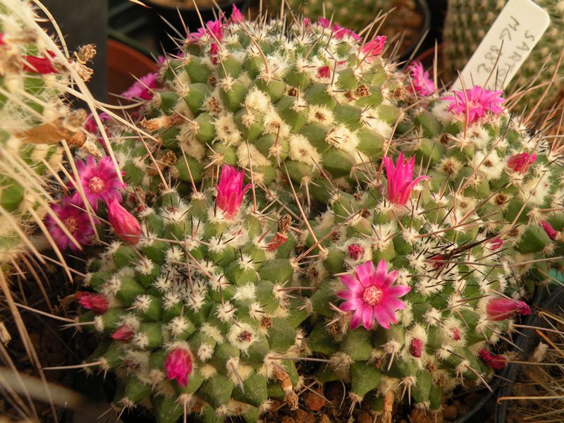 Mammillaria sartorii 