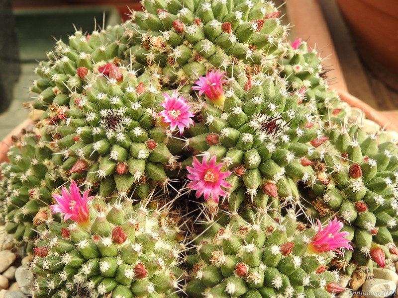 Mammillaria sartorii 