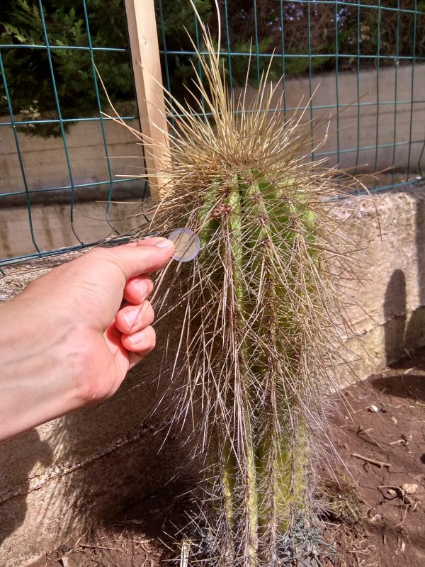 Echinopsis candicans 