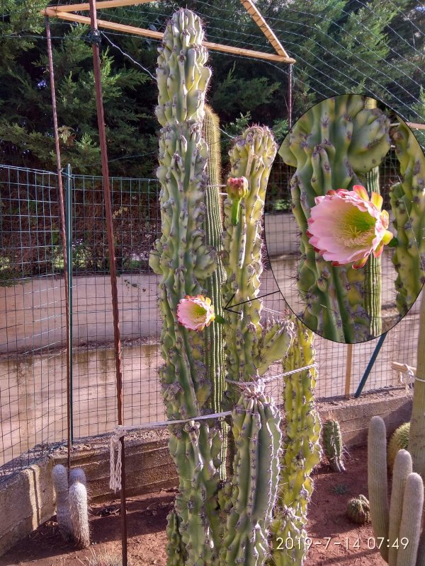 Cereus hildmannianus 