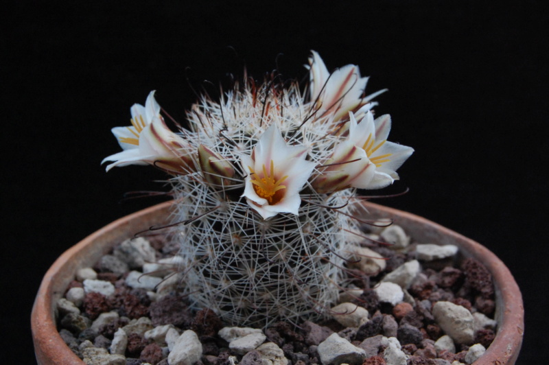 Mammillaria hutchisoniana SB 1243