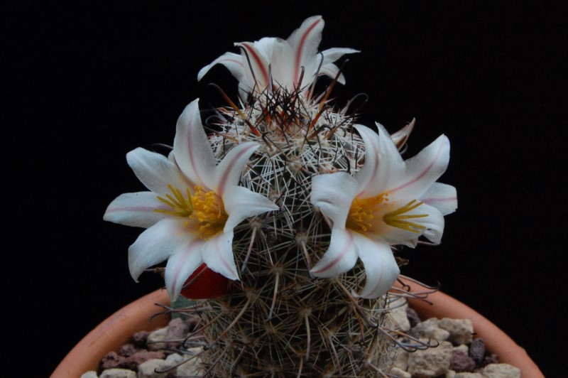 Mammillaria hutchisoniana SB 1250