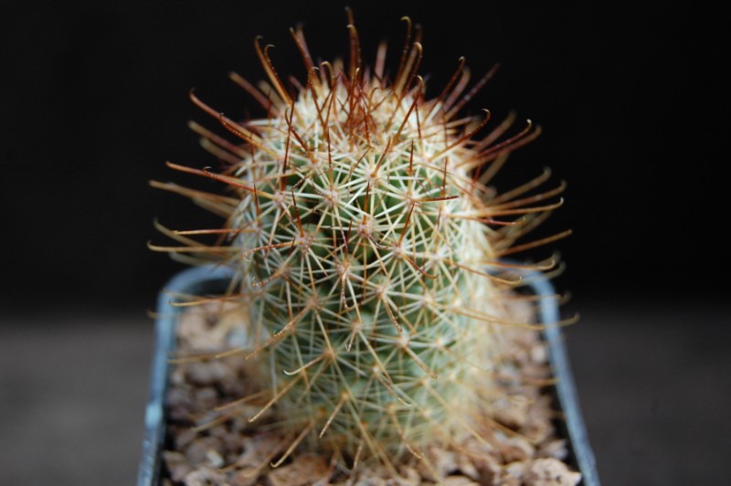 Mammillaria armillata SB 1256