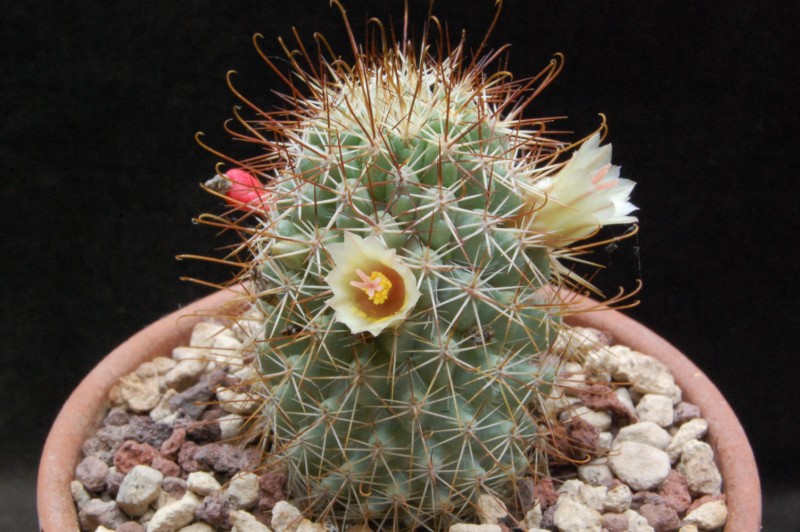 Mammillaria armillata SB 1256