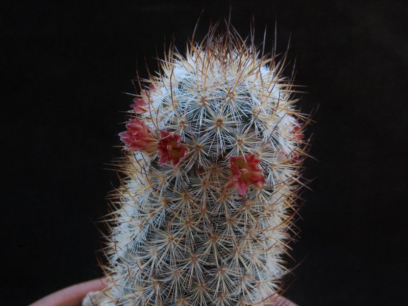 Mammillaria pottsii SB 324