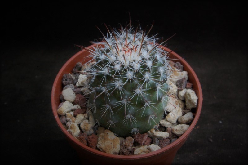 Mammillaria hutchisoniana SB 1652