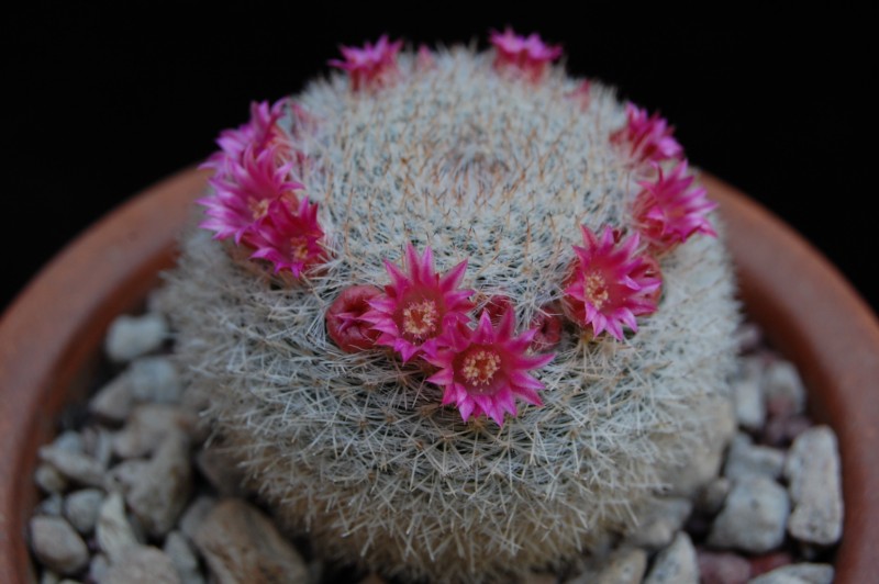 Mammillaria klissingiana SB 270