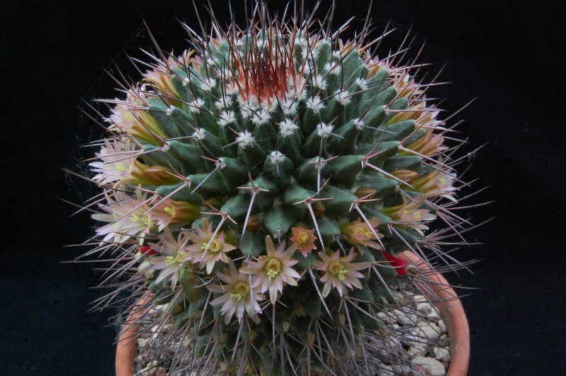 Mammillaria carnea SB 366