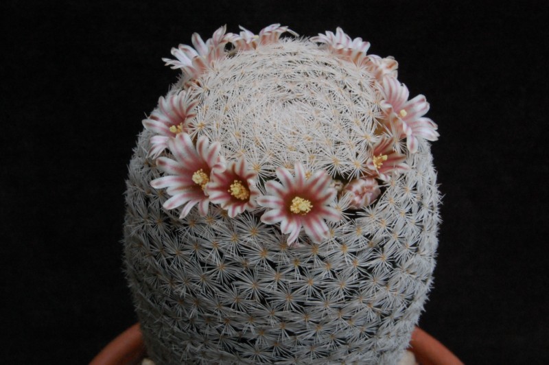 Mammillaria magallanii SB 1017