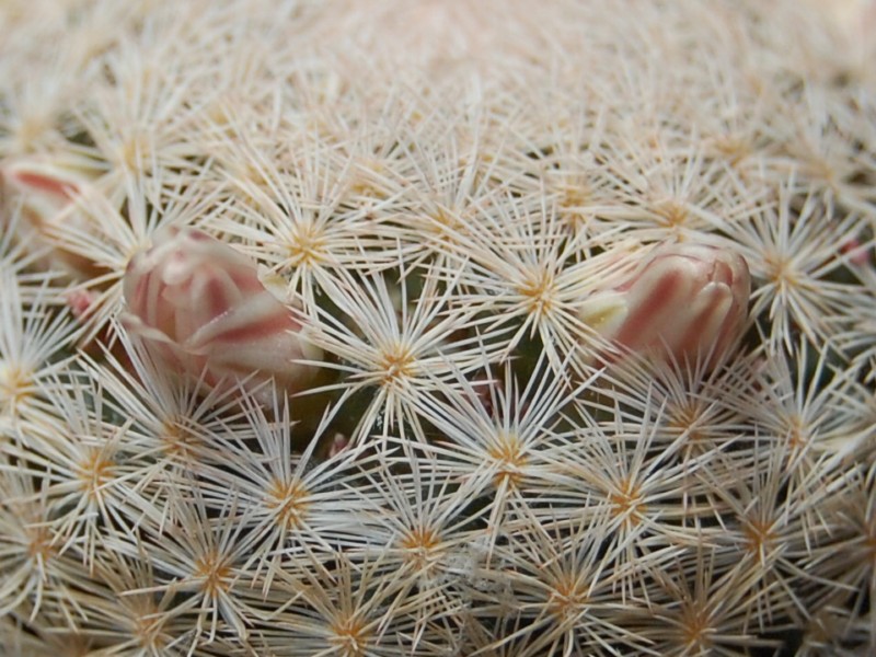 Mammillaria magallanii SB 1017