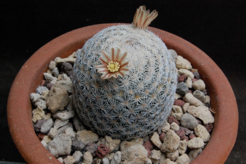 Mammillaria magallanii SB 143