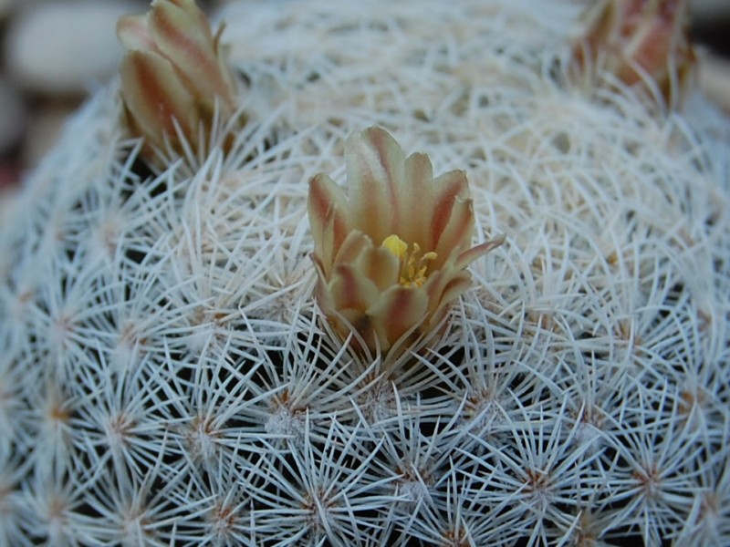 Mammillaria magallanii SB 143