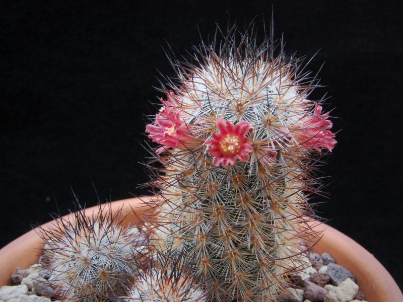 Mammillaria pottsii SB 1563