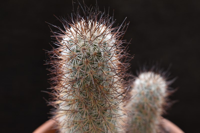 Mammillaria pottsii SB 1563