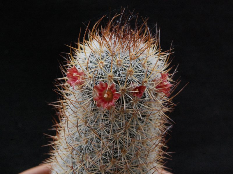 Mammillaria pottsii SB 324