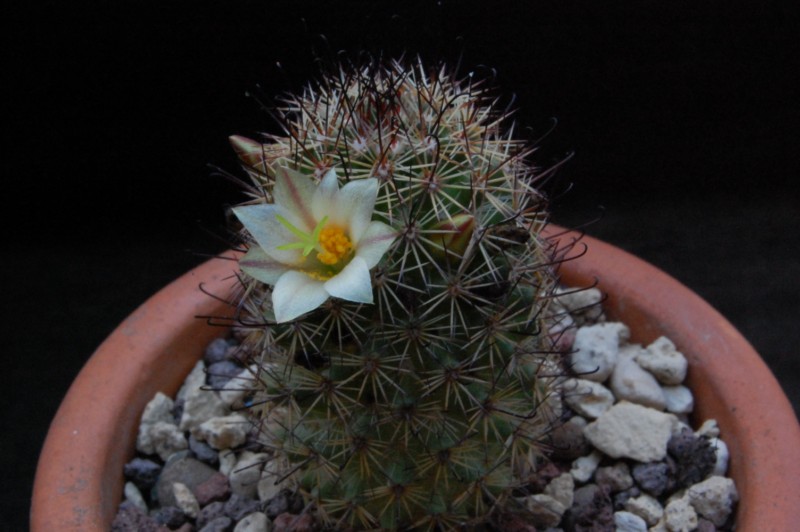 Mammillaria dioica SB 1692