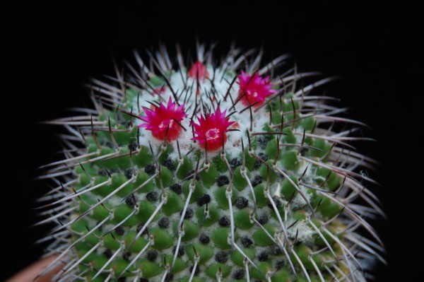 Mammillaria polythele SB 171