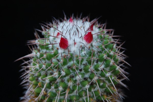 Mammillaria polythele SB 171