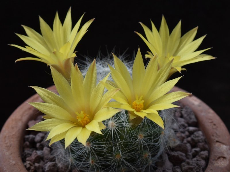 Mammillaria baumii SB 274