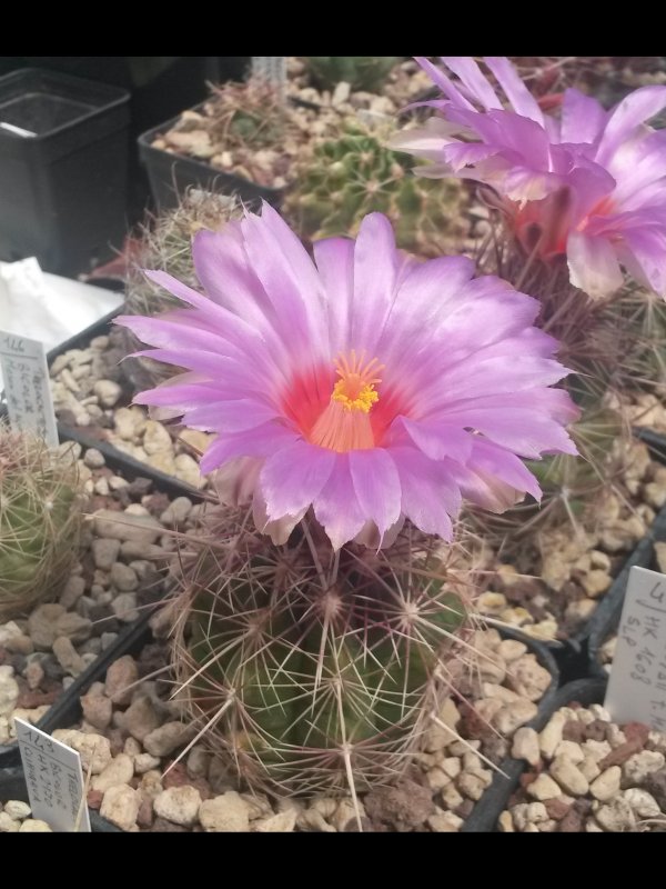 Thelocactus bicolor Sb 278