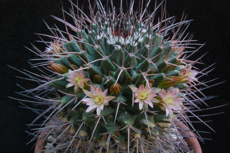 Mammillaria carnea SB 366