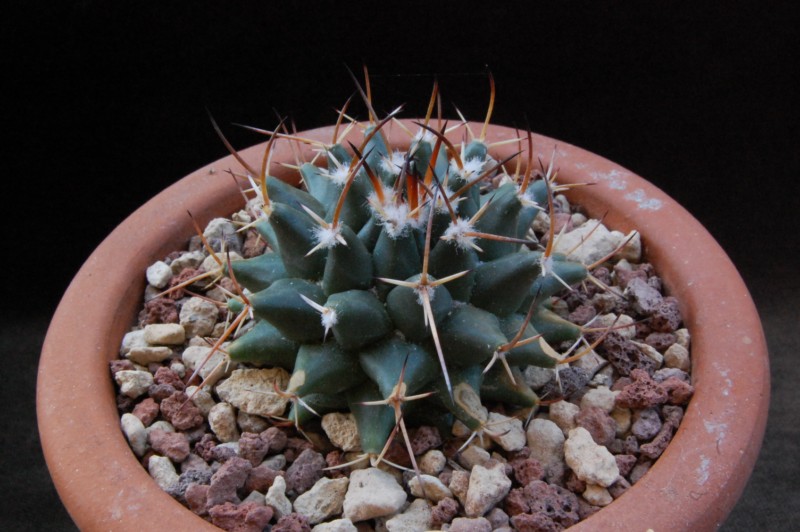 Mammillaria magnimamma SB 365