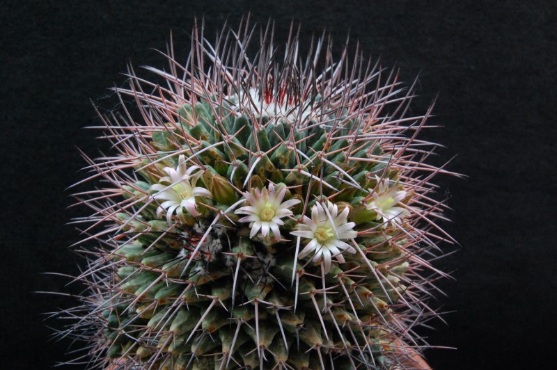 Mammillaria carnea SB 366